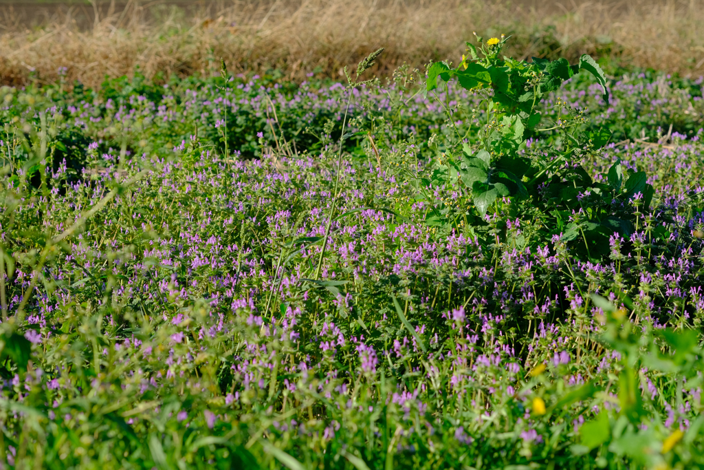 ホトケノザが沢山