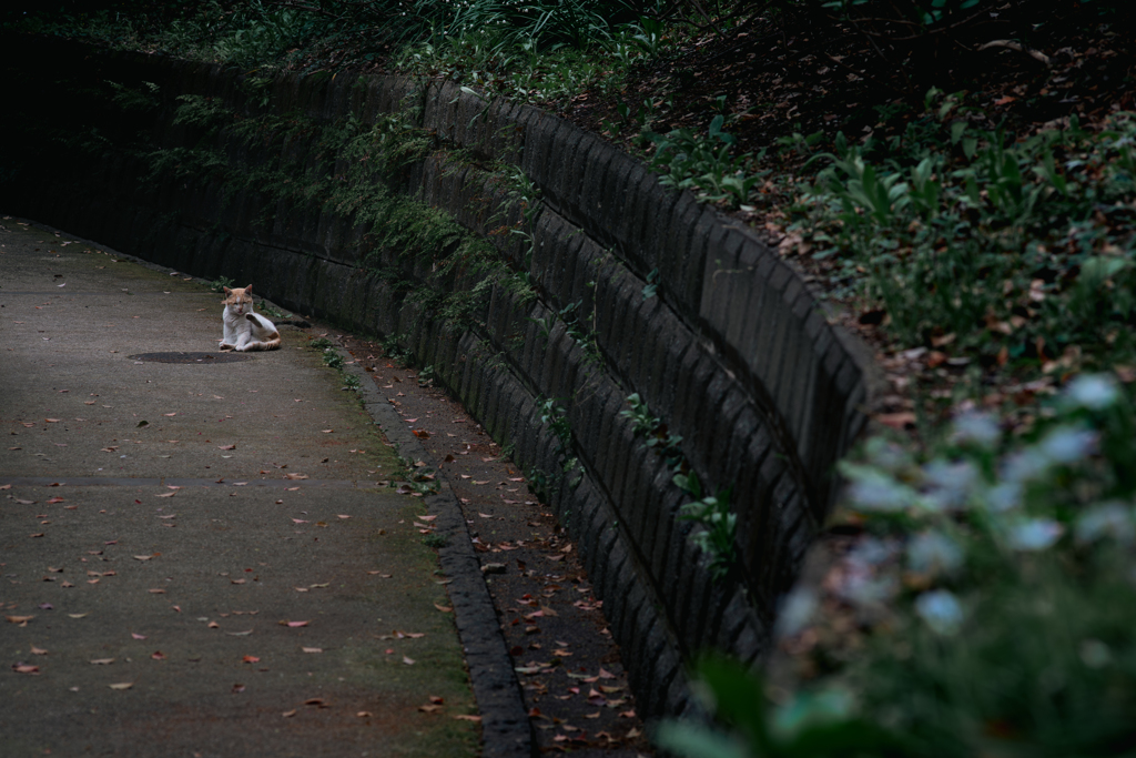 公園の坂を下ると