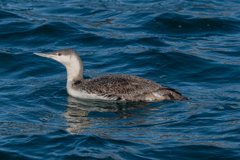 相模湾にやって来たアビ３