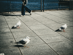 ステップシークエンス