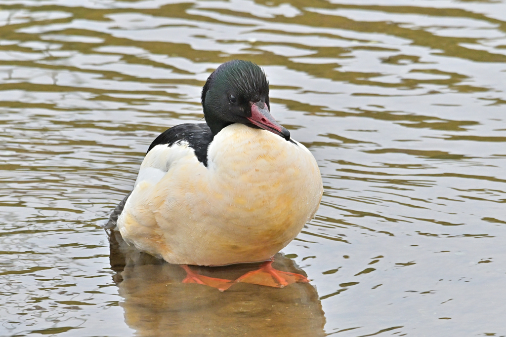 ちゃんと向き合う事が肝要