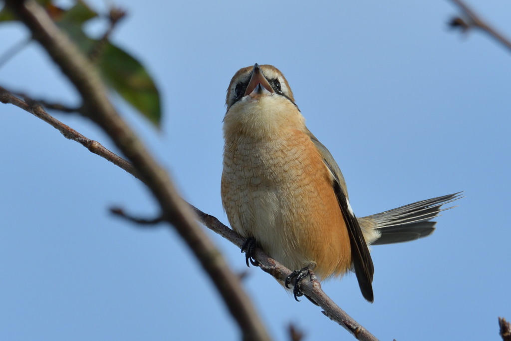 鳴きまくり