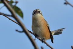 鳴きまくり