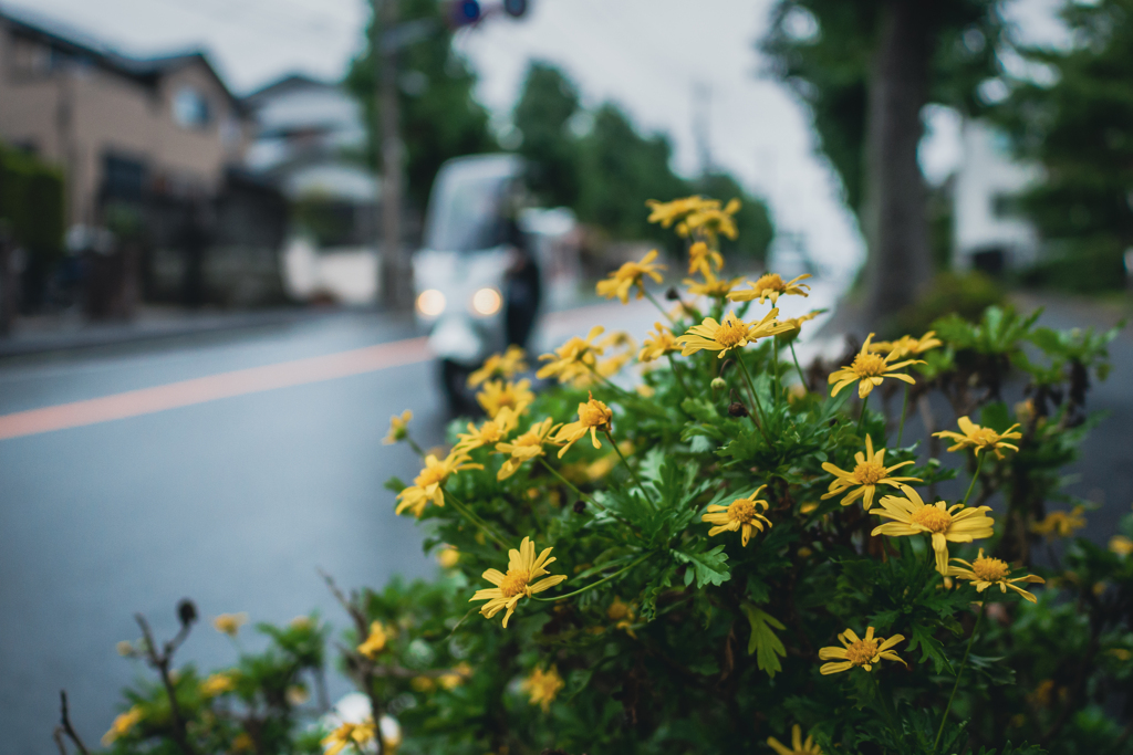 村時雨