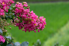 さるすべり さるすべり