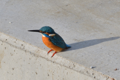 朝のカワセミ
