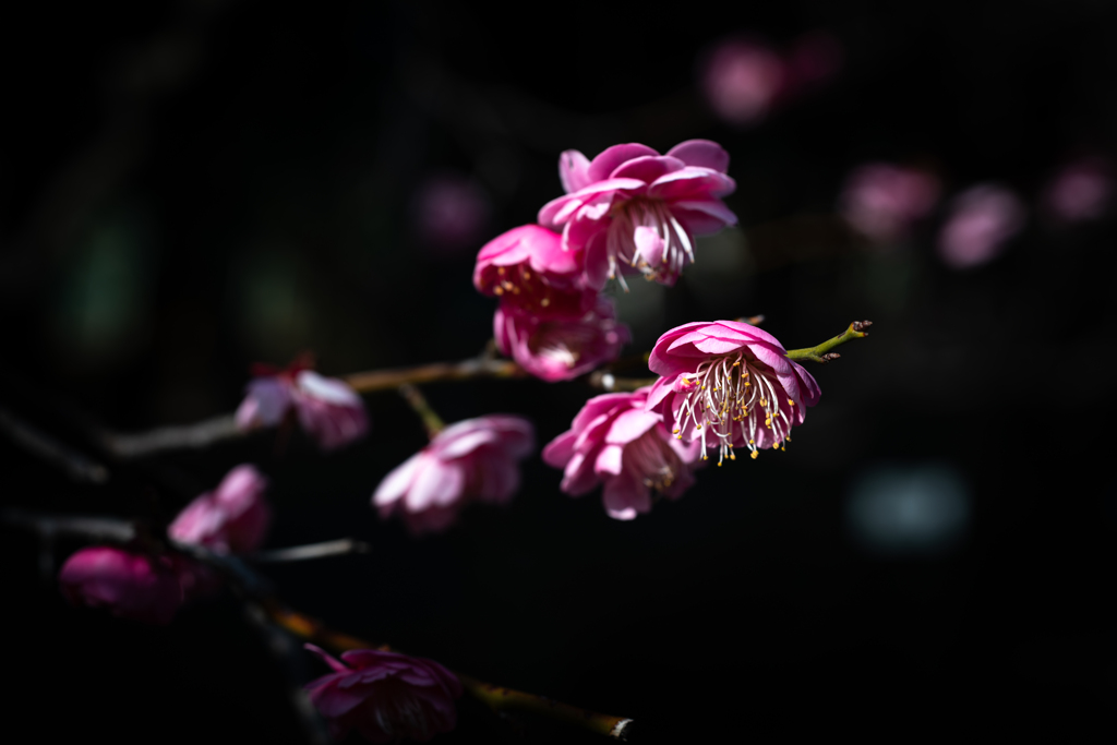 品種：緋の司（ひのつかさ）