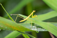 雨の日のカマキリ（お子様）