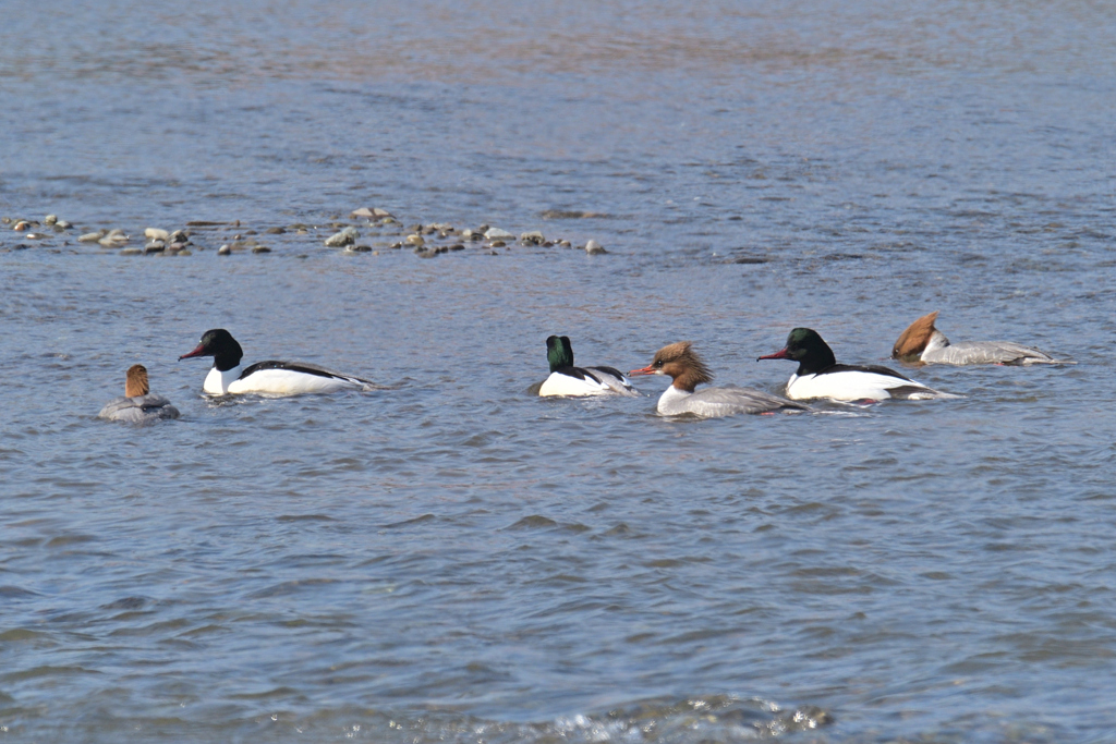 今日は陽炎が…