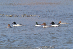 今日は陽炎が…