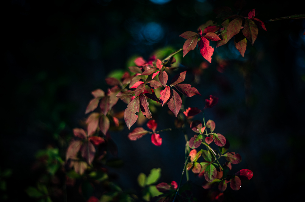 いとしのタクマー２