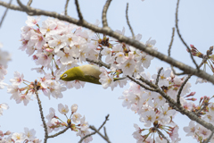 日本の花と日本の鳥