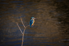 冬陽射す川にて