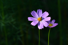 秋桜