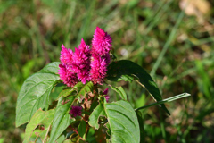 葉っぱ食べられても逞しく