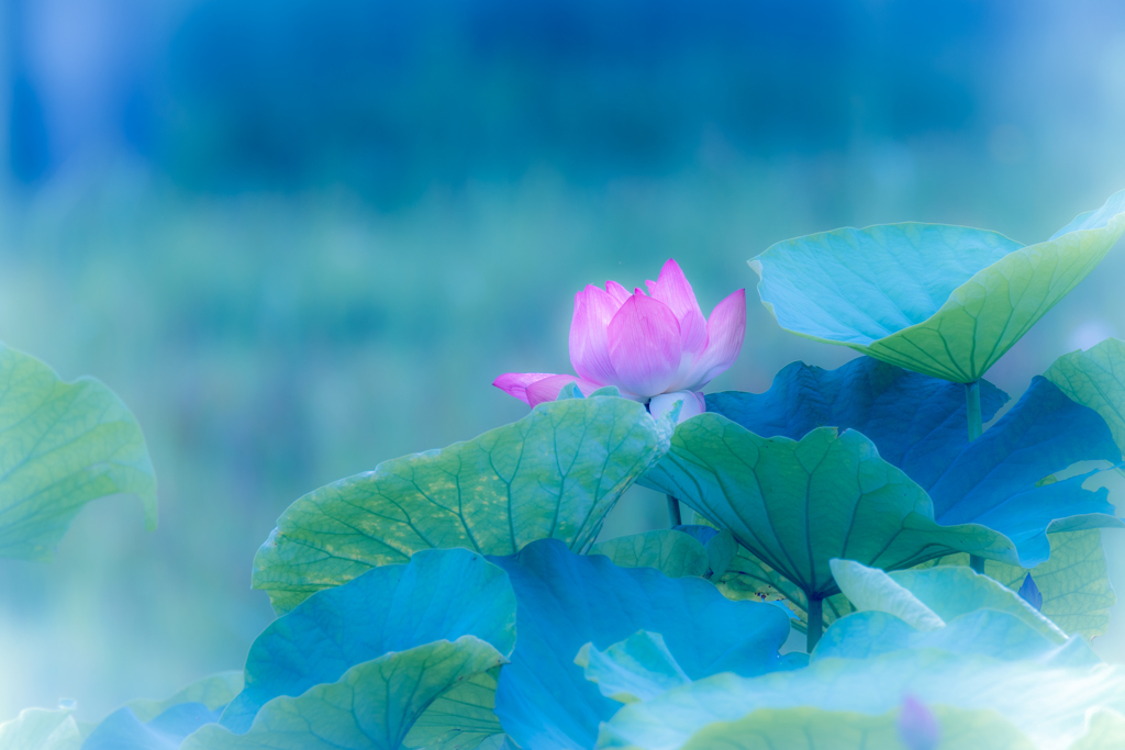 開敷蓮華