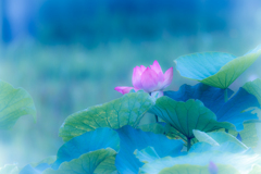 開敷蓮華