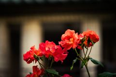 Morning Roses ５