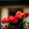 Morning Roses ５