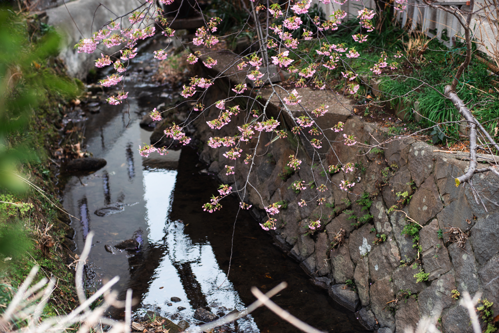 寒桜