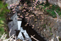 寒桜