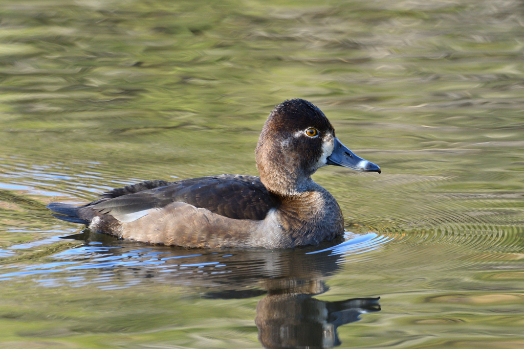 クビワキンクロ♀