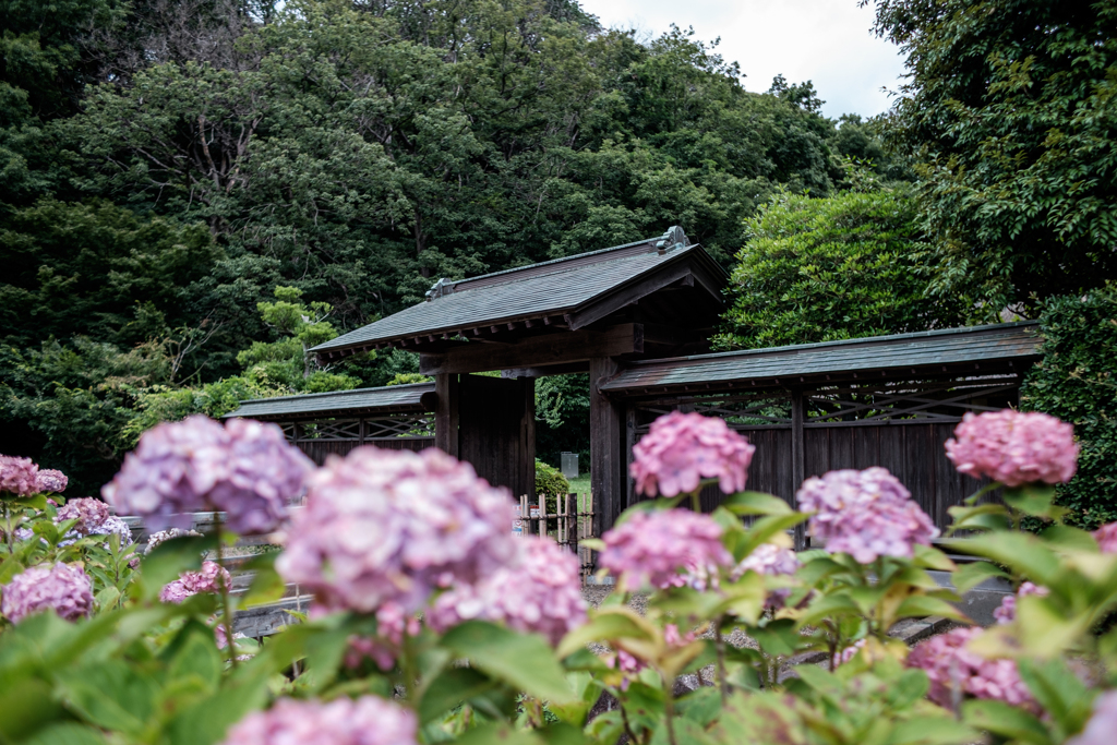 中華製レンズ試写