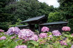 中華製レンズ試写