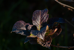 11月も終わりますね