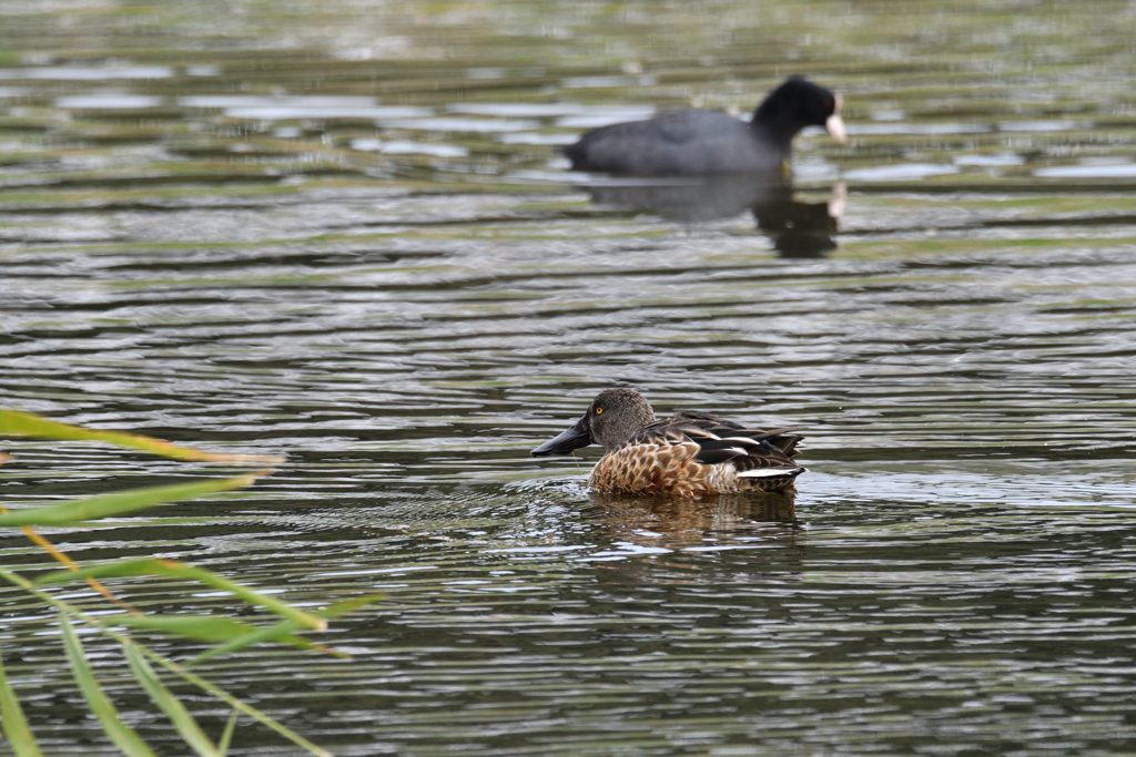 ハシビロガモ♂