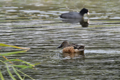 ハシビロガモ♂