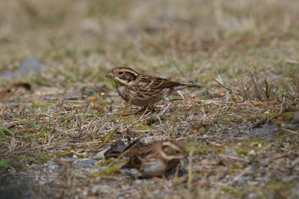 クリアな写真だけどカシラダカっぽくない　＿|￣|○