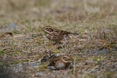 クリアな写真だけどカシラダカっぽくない　＿|￣|○