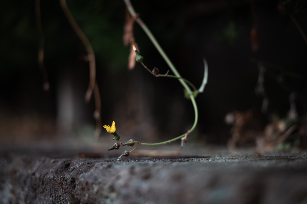 嵐が去った朝２