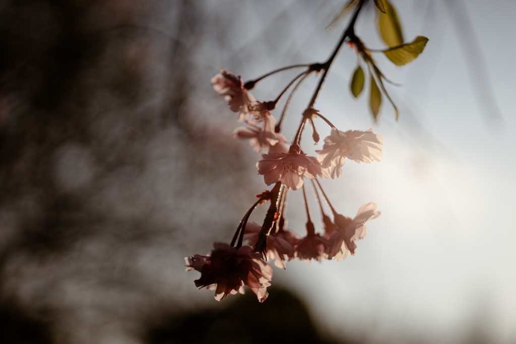 桜の息吹