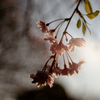 桜の息吹