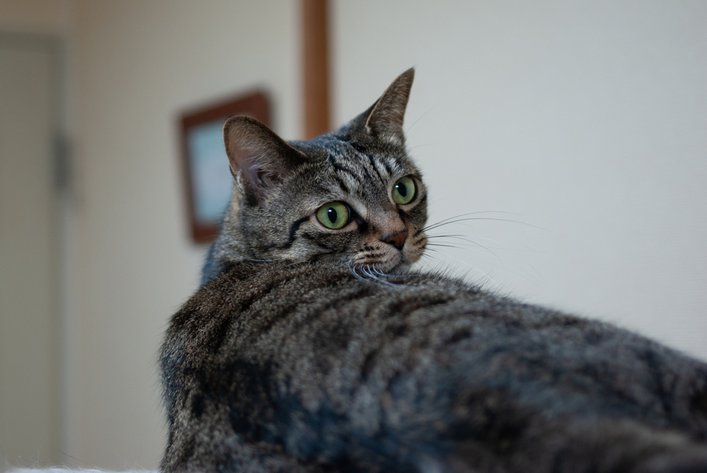 smc PENTAX-FA 35mmF2AL試写
