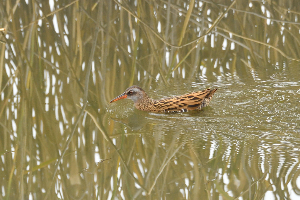 タグにクイナがありません