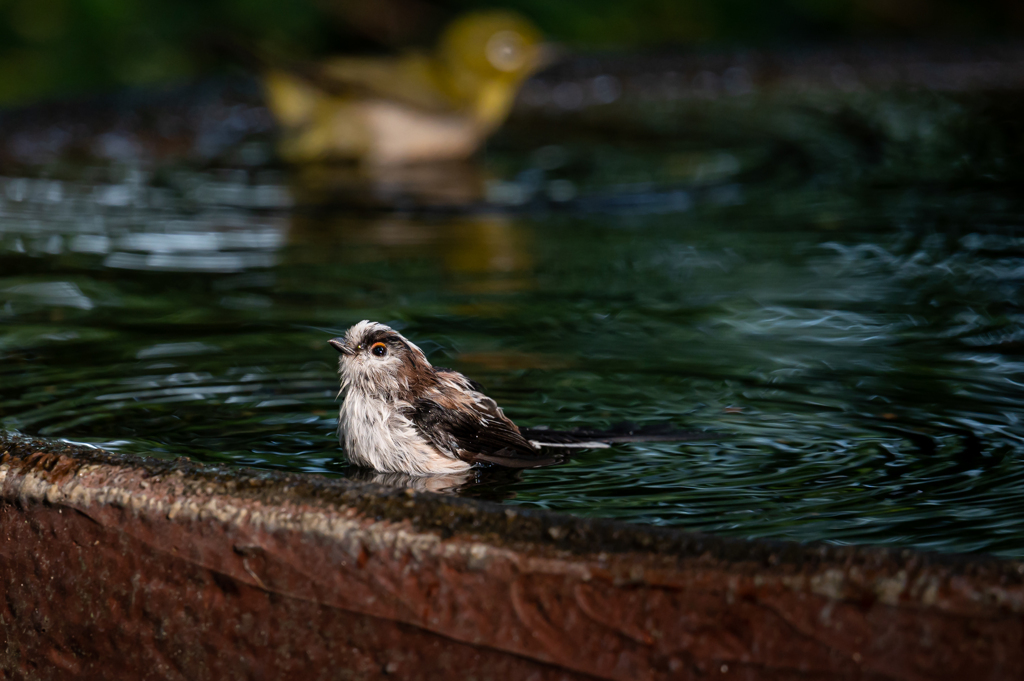 ドヤ顔で水浴び