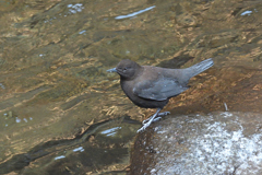 川に潜って虫捕獲