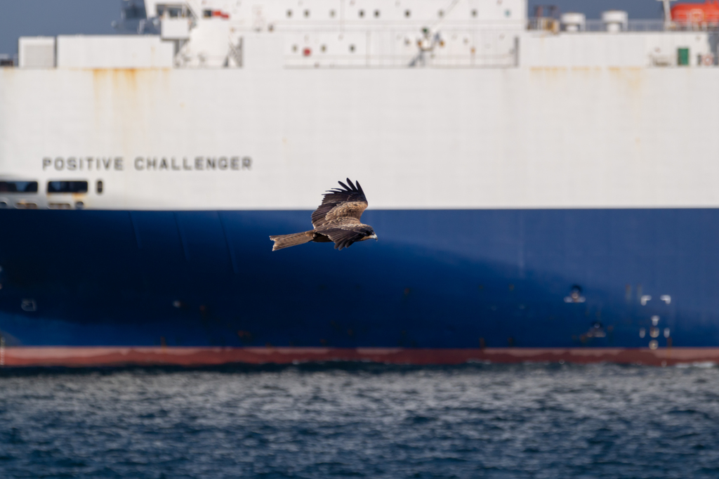 鳥は空を名づけない