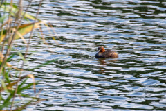 カイツブリは残っててくれた