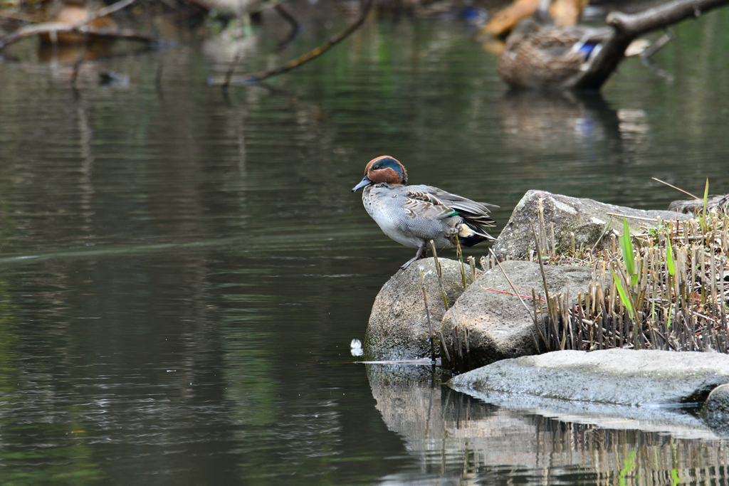 換羽が終わったようです。