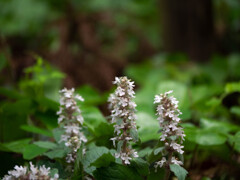 ジュウニヒトエ