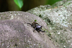 妙な場所にカブト虫