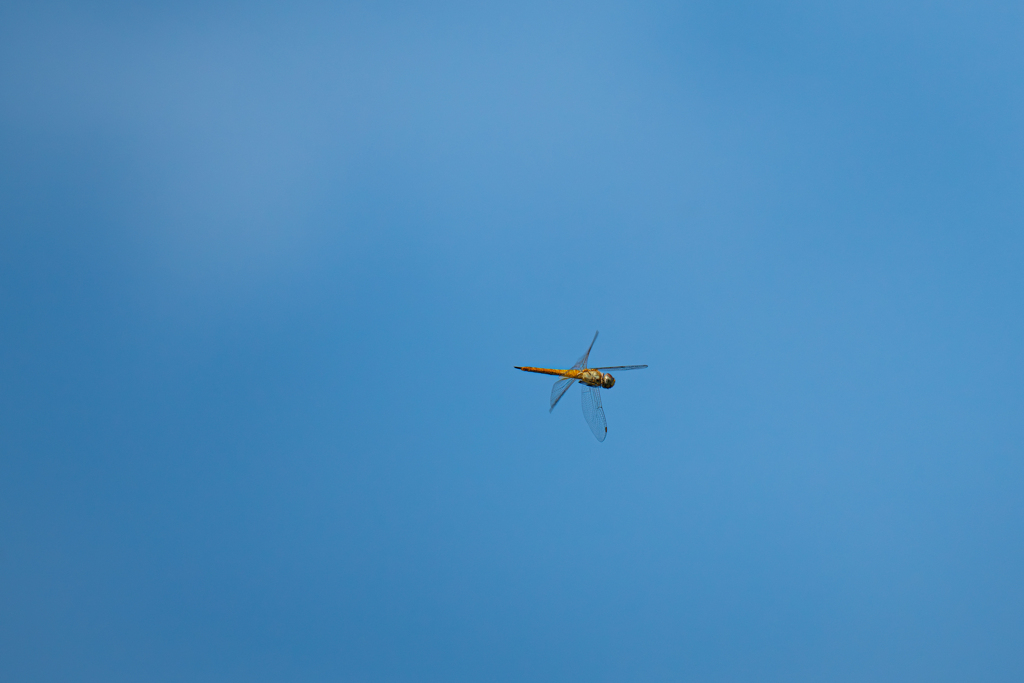 葉月の蒼空