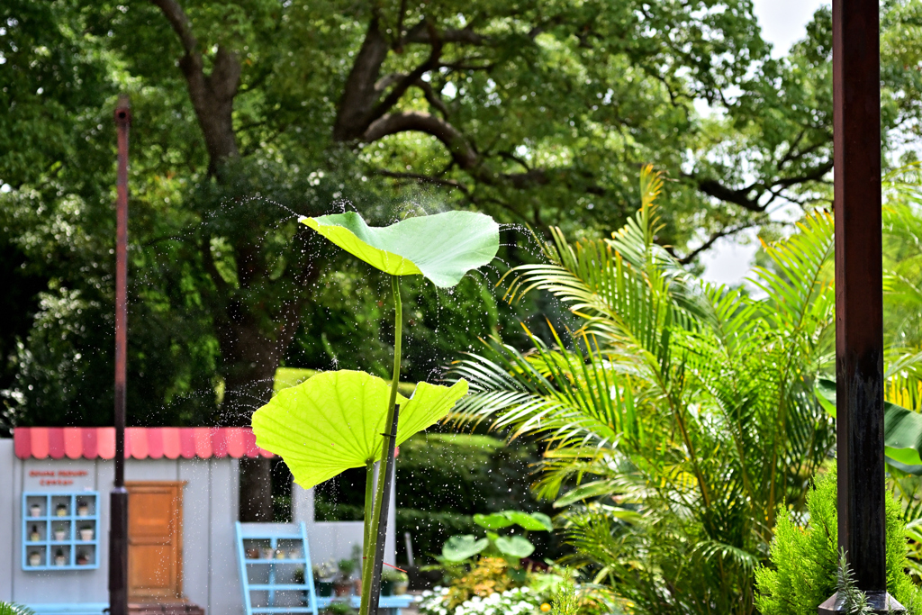 スプラッシュ！！