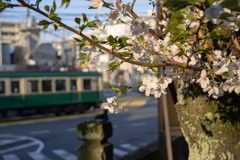 気が付けば葉桜