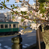 気が付けば葉桜
