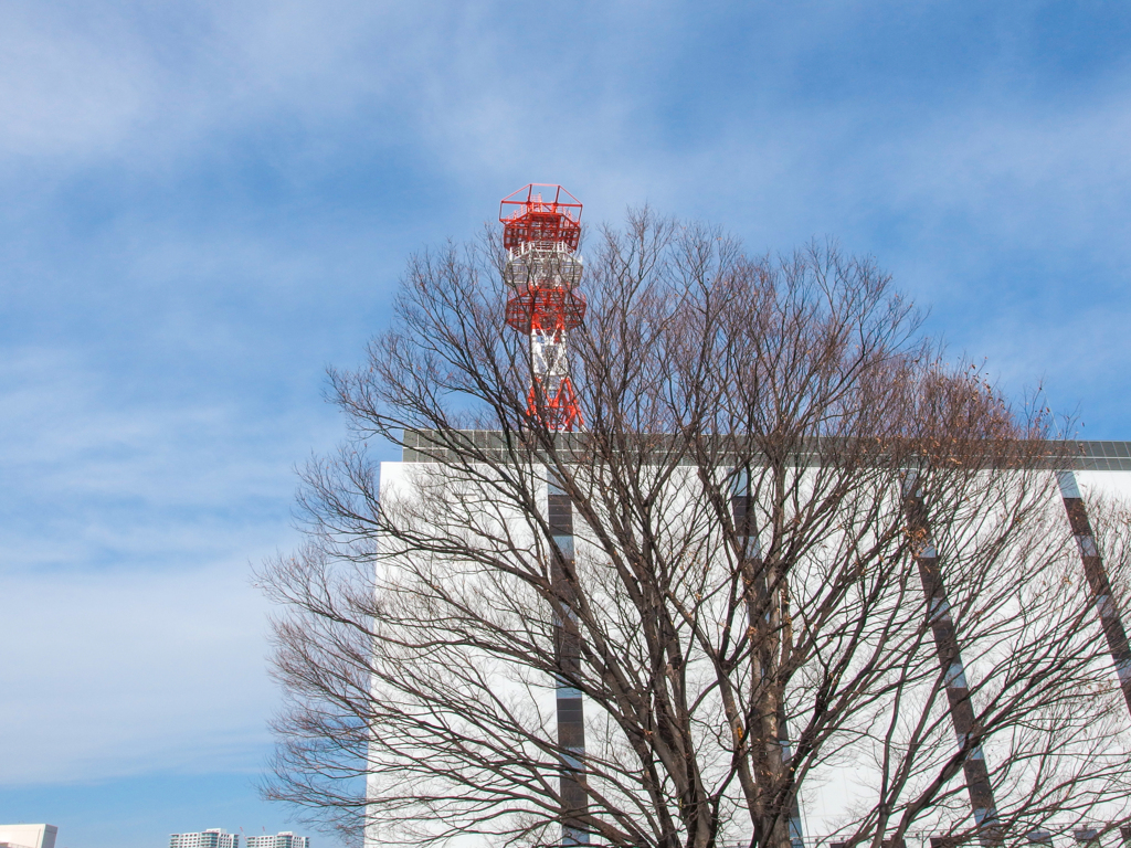 木は冬だけど、空が春っぽい